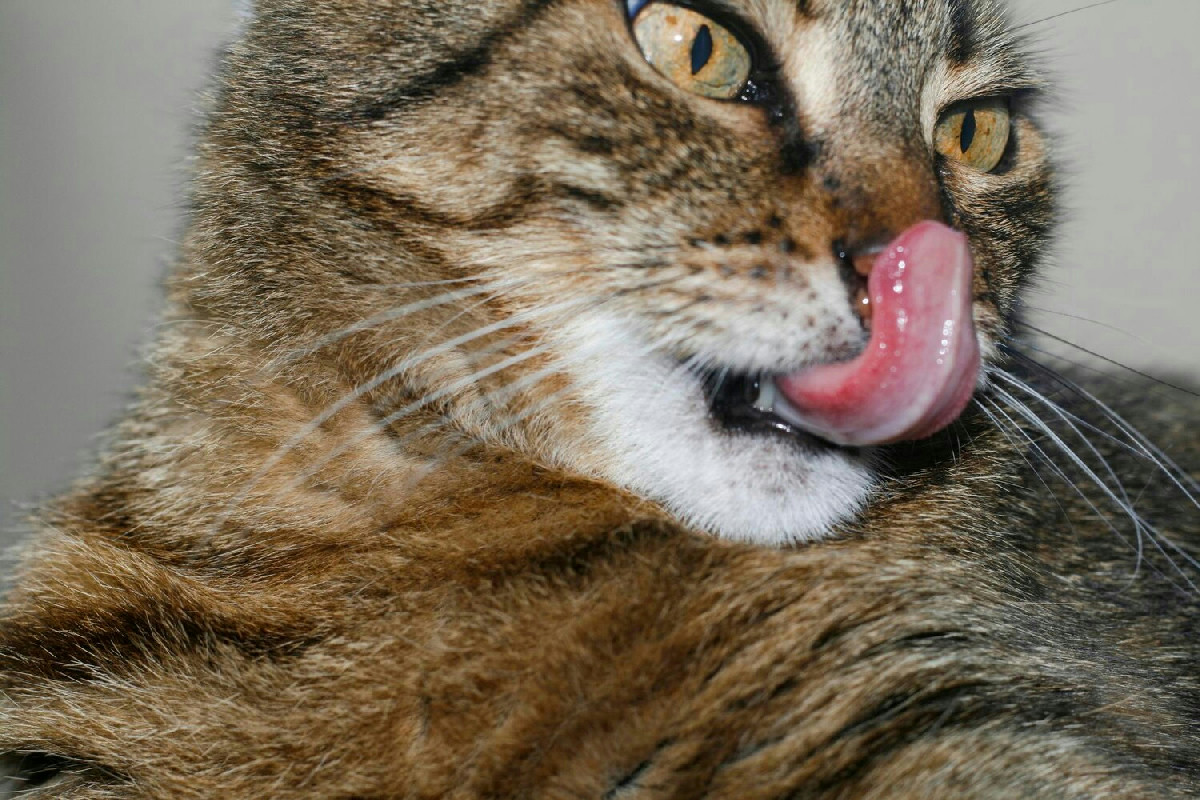 Perché il gatto miagola continuamente in casa: cause e momenti per preoccuparsi