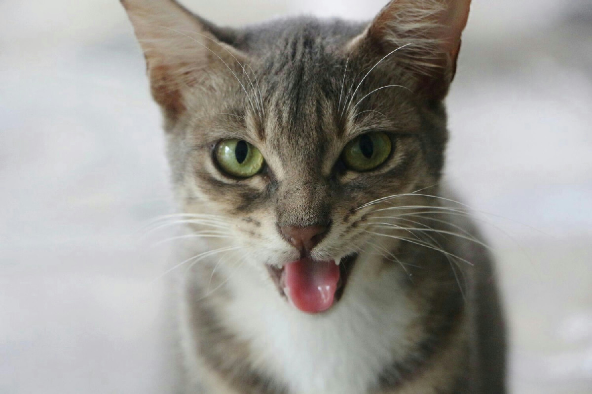 Perché il gatto miagola continuamente in casa: cause e momenti per preoccuparsi